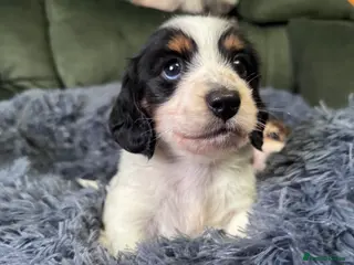 Miniature Dachshund dogs 2 piebald miniature long haired dachshund puppies - Advert 15