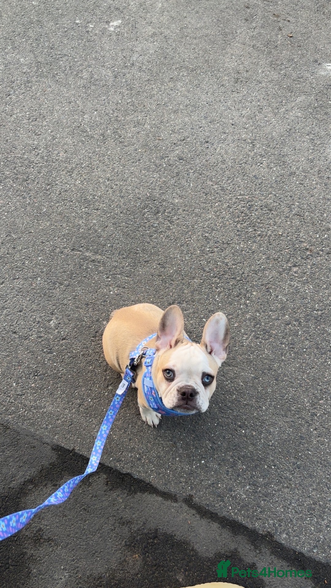 French Bulldog dogs for sale: Female Frenchie for rehoming  - Image 4