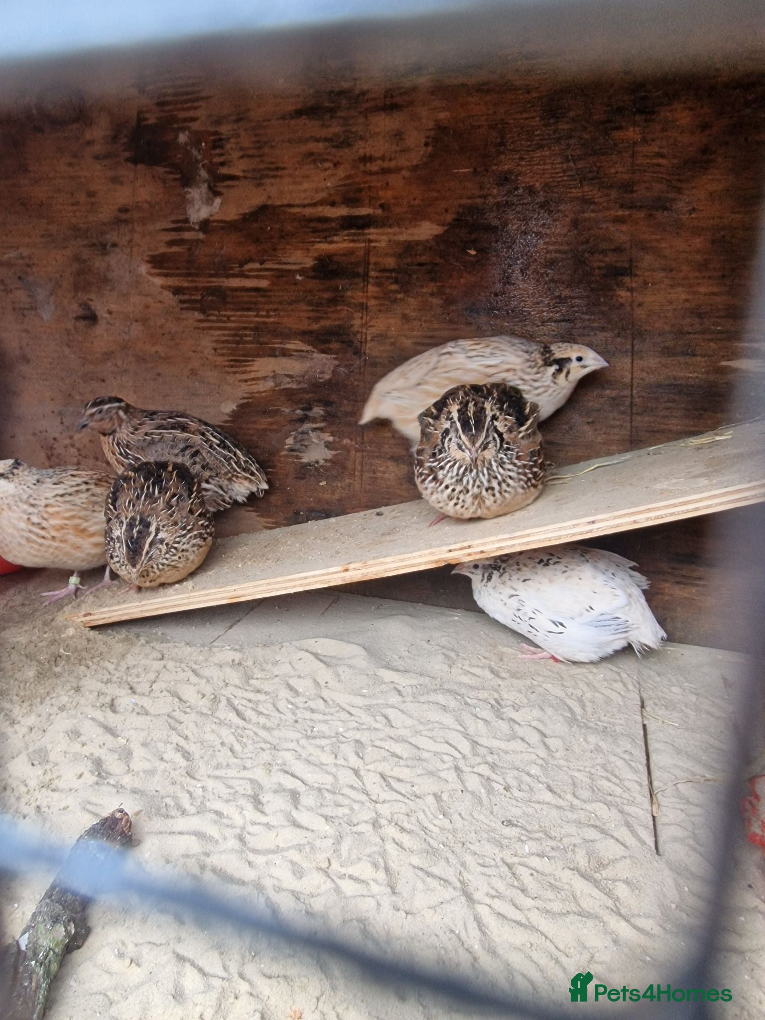 Quail poultry Coturnix Quail Fertile Hatching Eggs  - Advert 1