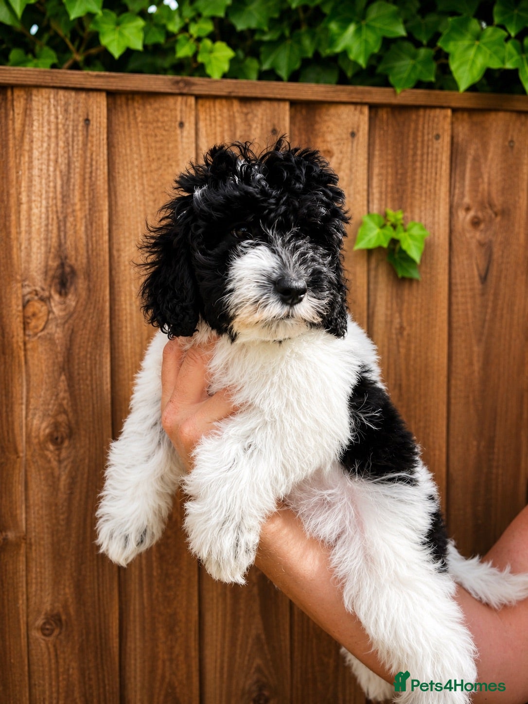 Australian Labradoodle dogs Ready now Multigen Australian Labradoodles  - Advert 1