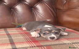 Jack Russell dogs for sale: Fantastic litter of miniature jr rare  colours  - Image 17