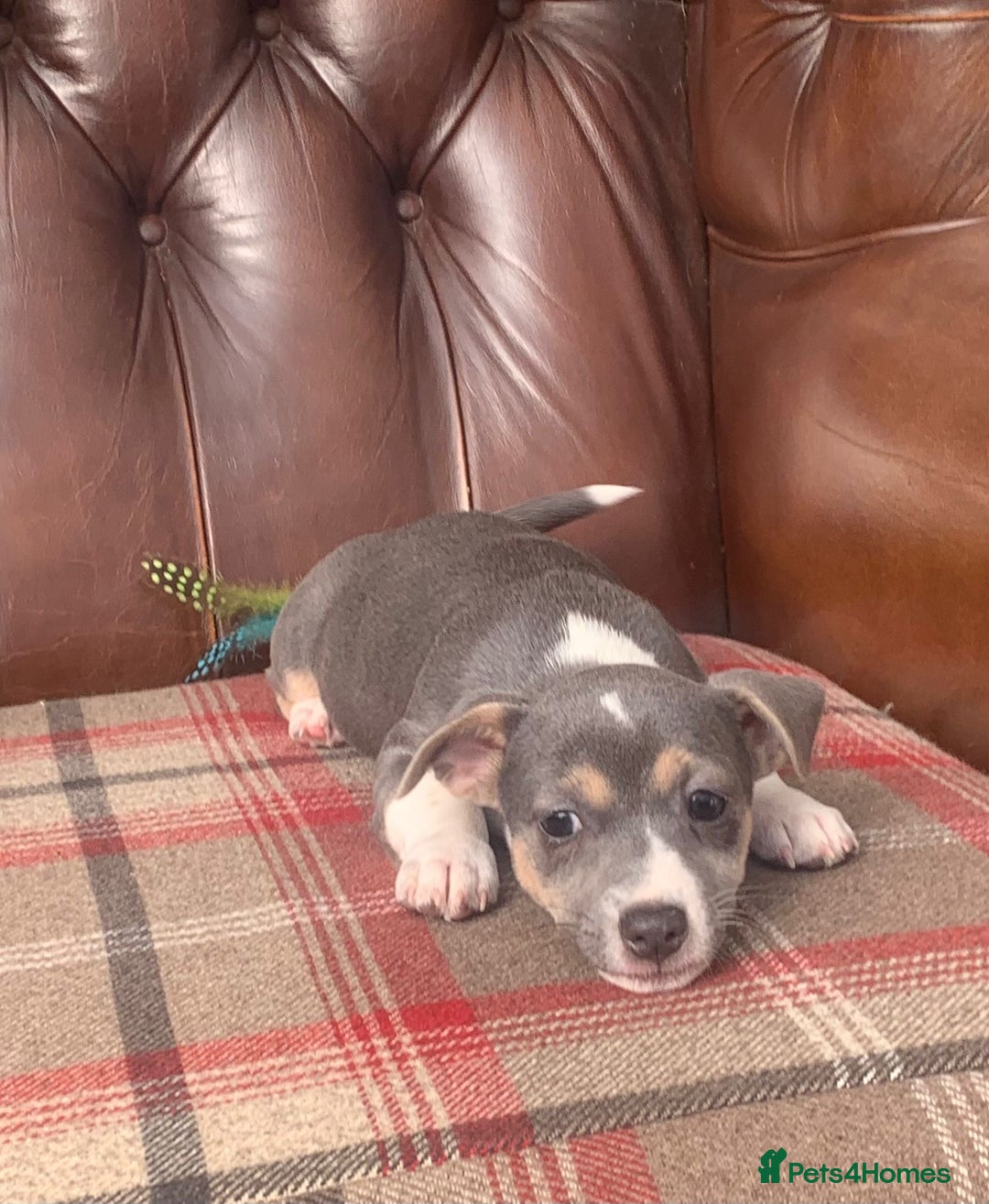 Jack Russell dogs for sale: Fantastic litter of miniature jr rare  colours  - Image 17