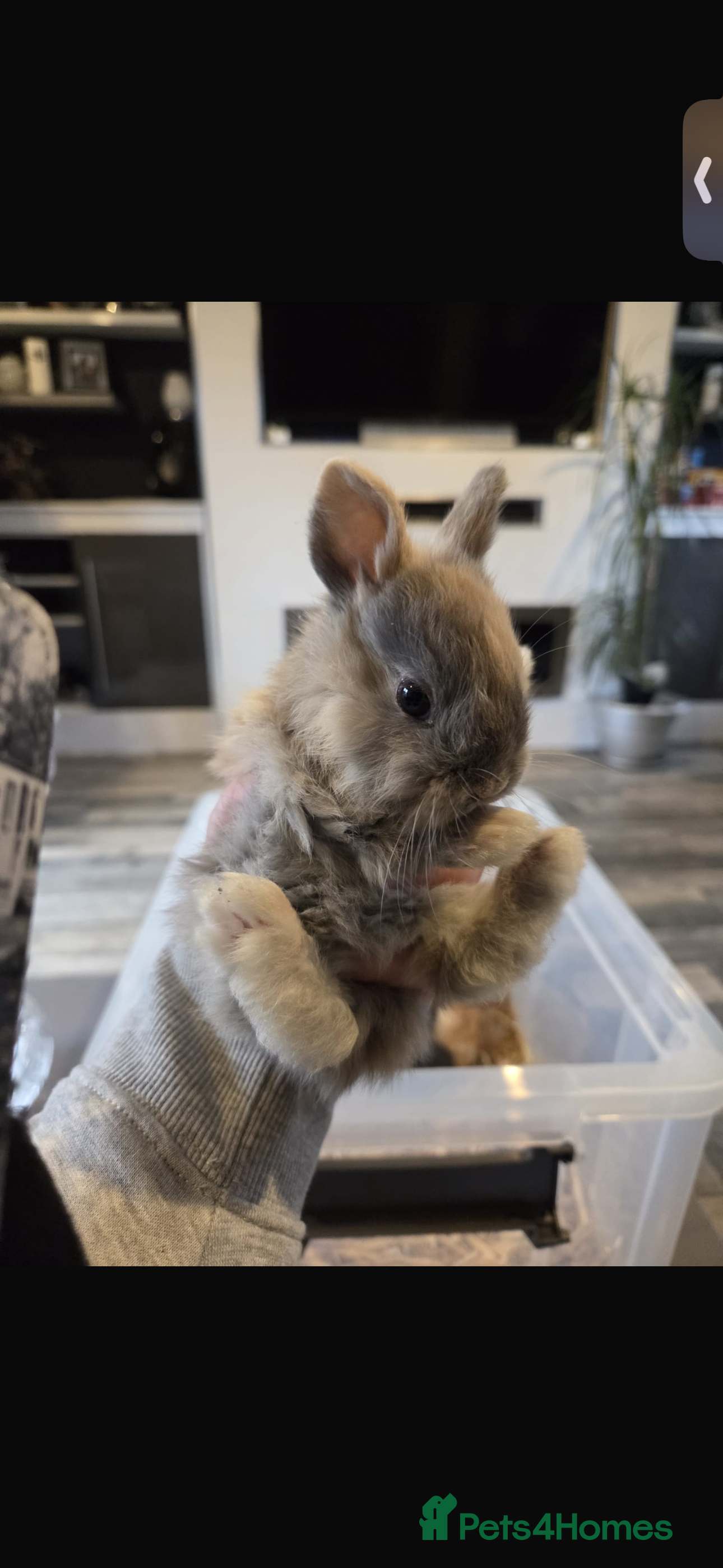 Mixed Breed rabbits 7 beautiful baby bunnies for sale  - Advert 1