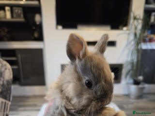 Mixed Breed rabbits 7 beautiful baby bunnies for sale - Advert 4