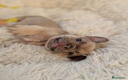 French Bulldog dogs for sale: Rosie litter  - Image 11