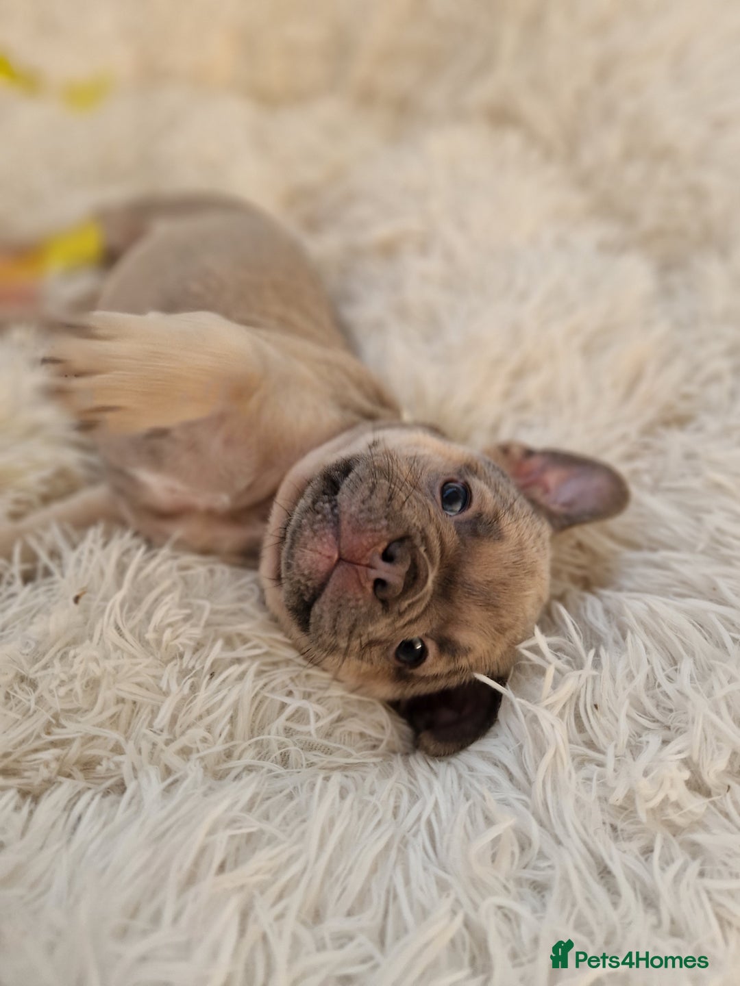 French Bulldog dogs for sale: Rosie litter  - Image 11