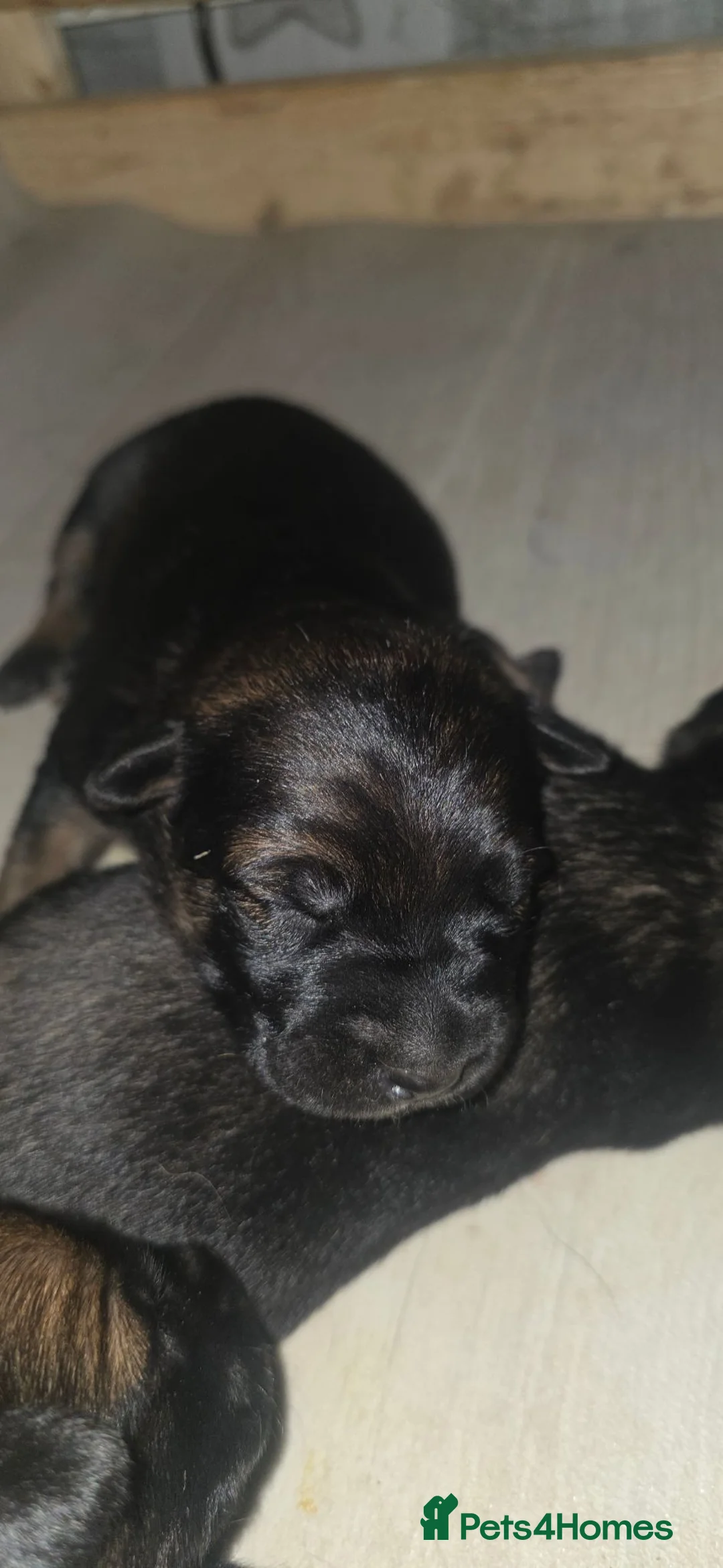 Belgian Shepherd Dog dogs for sale: Ringsport fci malinois x knpv dutch shepard - Advert 2