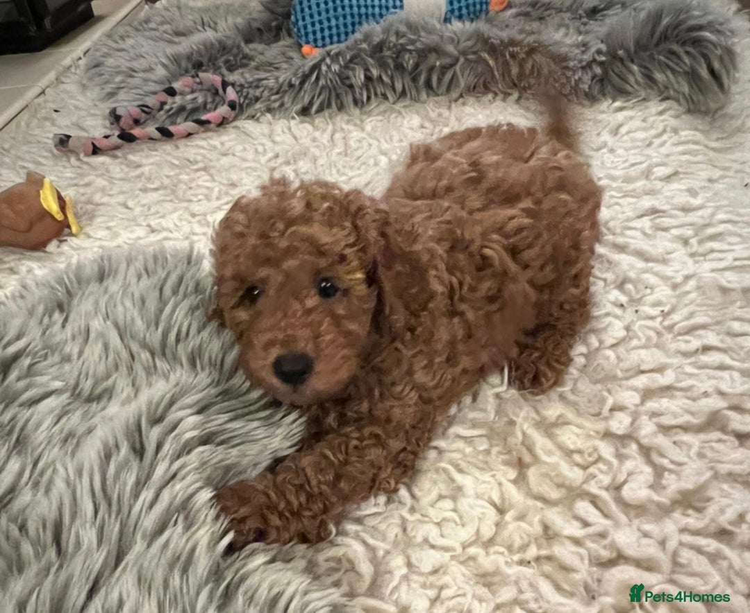 Miniature Poodle dogs for sale: KC reg Red mini poodle boy Ready now - Image 2