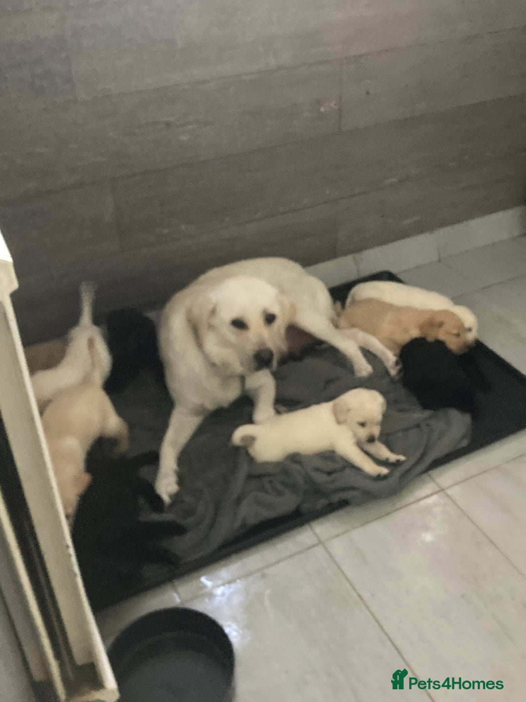 Labrador Retriever dogs for sale: 3 Color KC Labrador retriever 29. 11.2025 - Advert 20