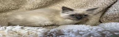 Ragdoll 1
