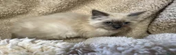 Ragdoll cats for sale: Gorgeous ragdoll kittens  - Advert 4