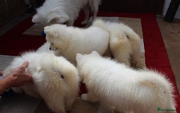Samoyed dogs for sale: Samoyed puppies looking for the new loving  home - Image 10