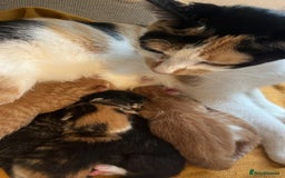 Mixed Breed cats for sale: 6 beautiful kittens for sale  - Image 9