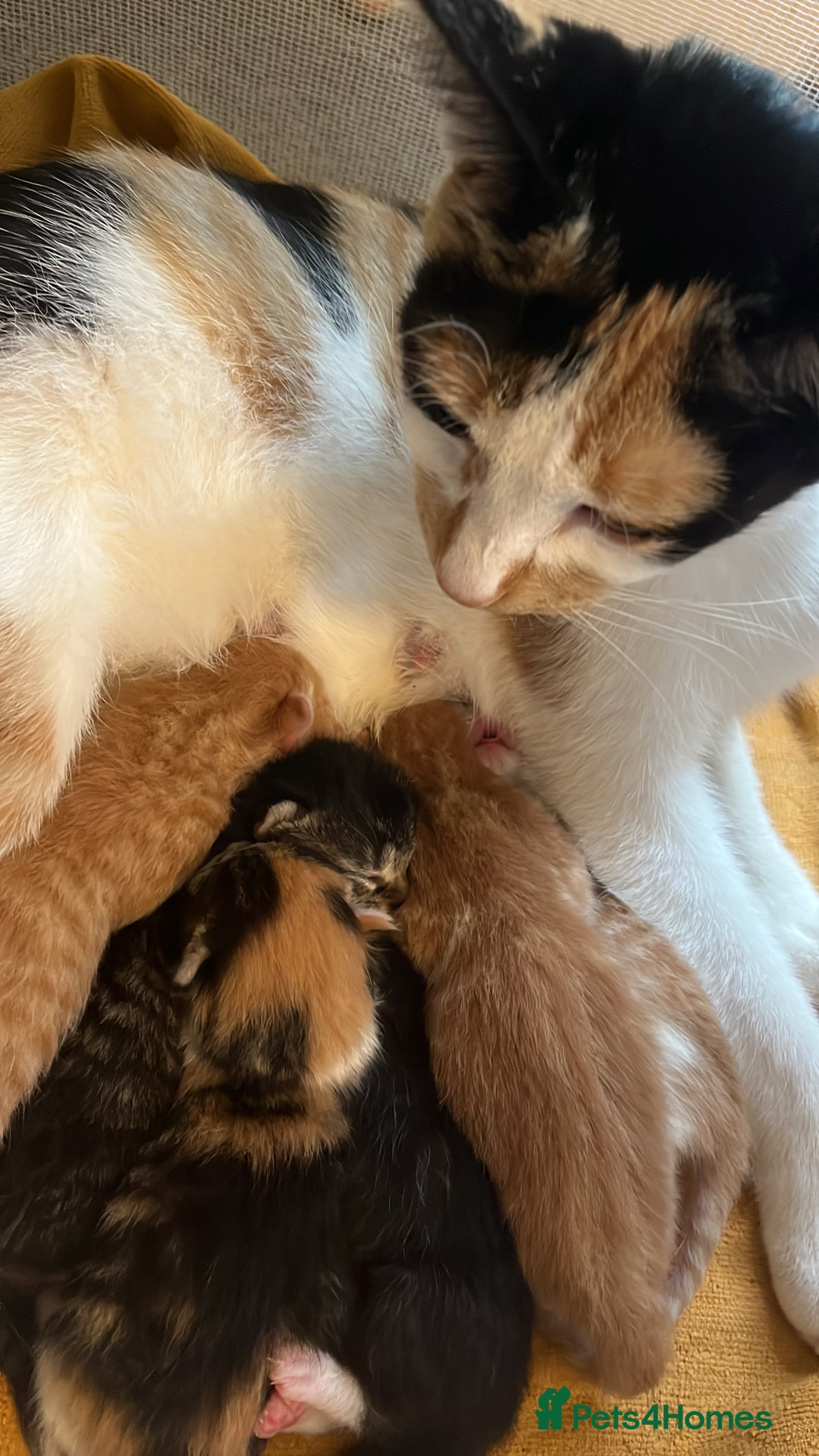 Mixed Breed cats for sale: 6 beautiful kittens for sale  - Image 9