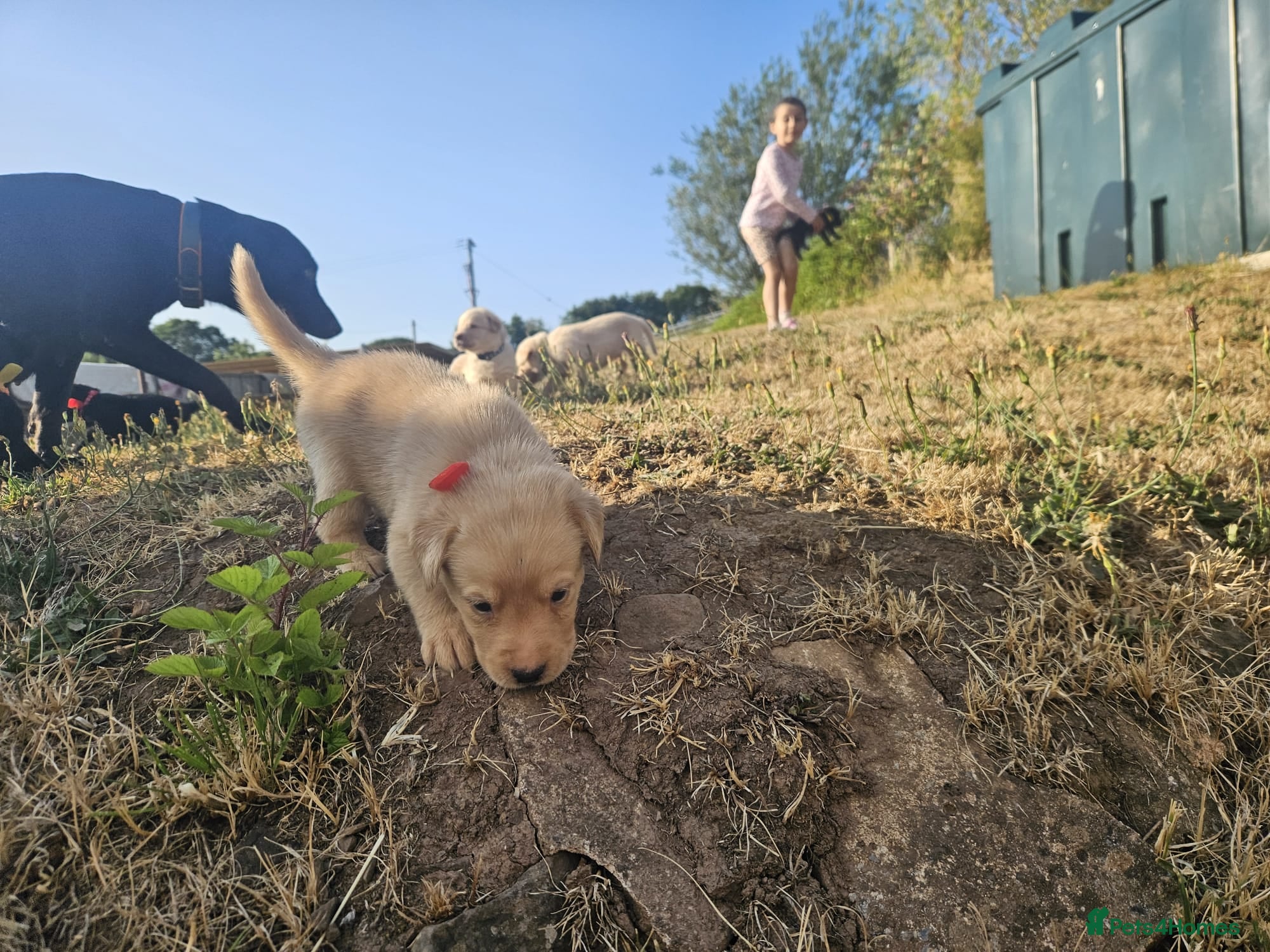 Labrador Retriever dogs Beautiful Labrador Retriever Puppies  - Advert 2