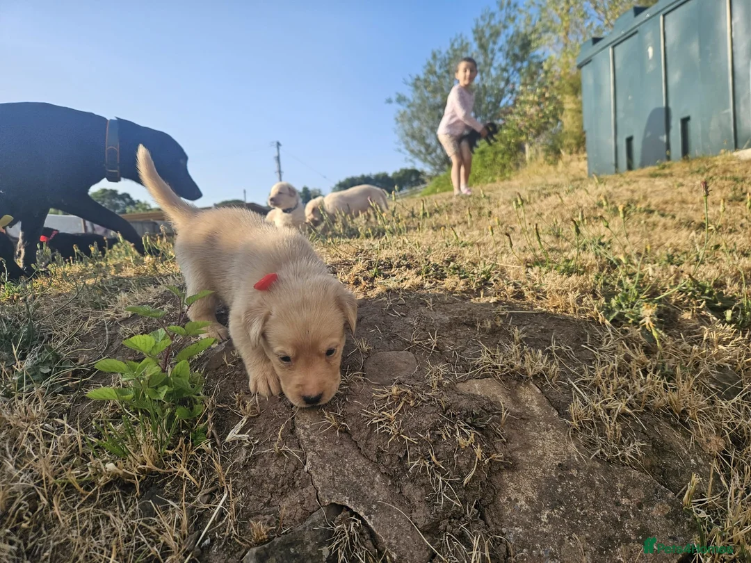 Labrador Retriever dogs for sale: Beautiful Labrador Retriever Puppies  - Advert 2