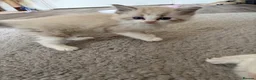 Ragdoll cats for sale: 1 Bicolour 2 seals Ragdoll kittens left - Advert 7