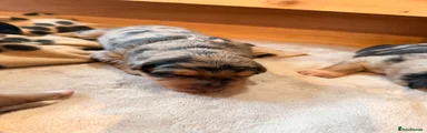 Blue Merle girl (pink)