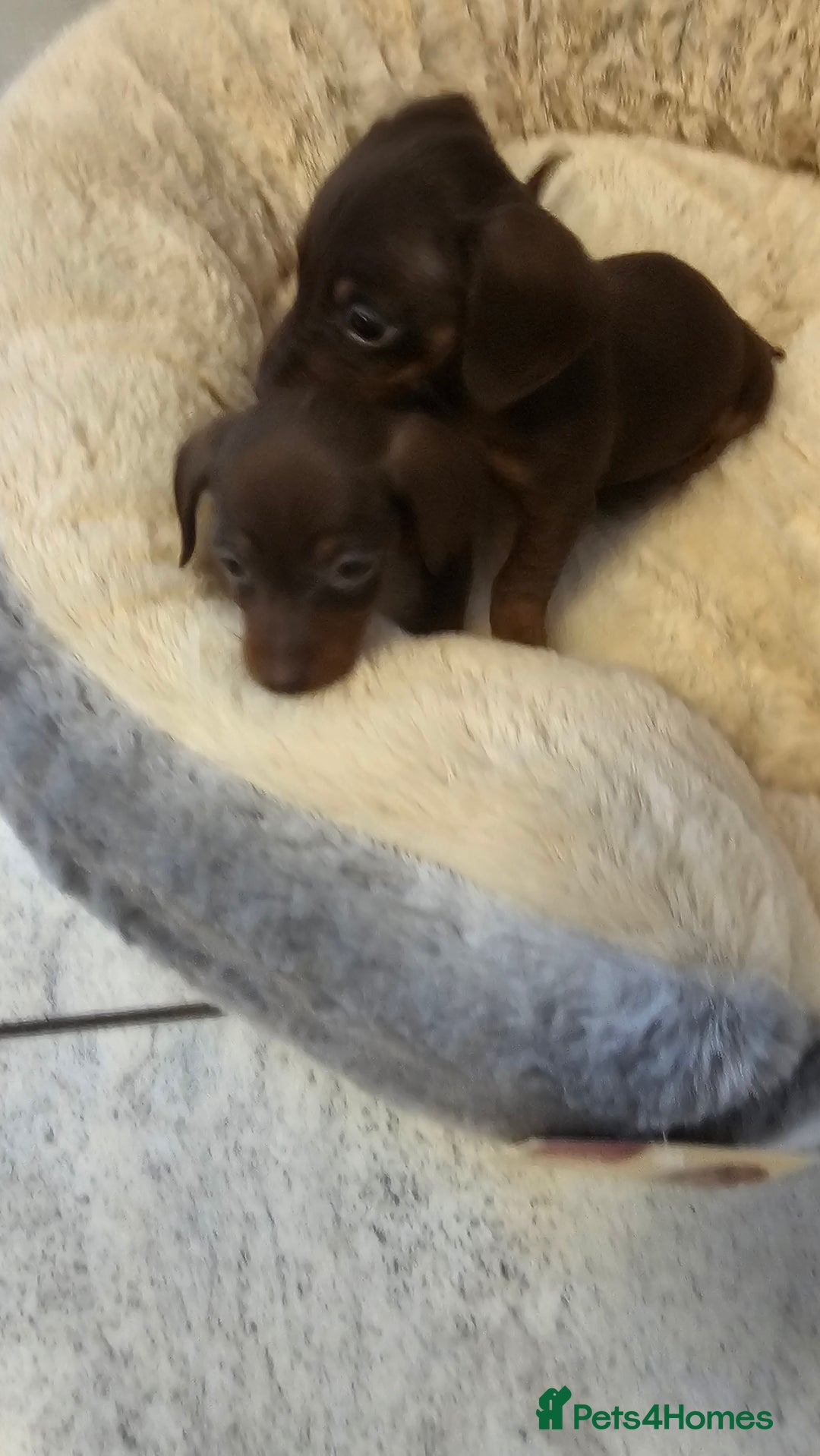 Dachshund dogs for sale: Miniature Dachshund Puppies. - Advert 12
