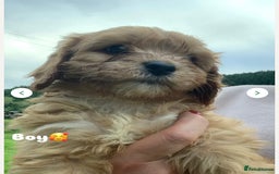 Cavapoo dogs for sale: Beautiful Cavapoo puppies  - Image 4