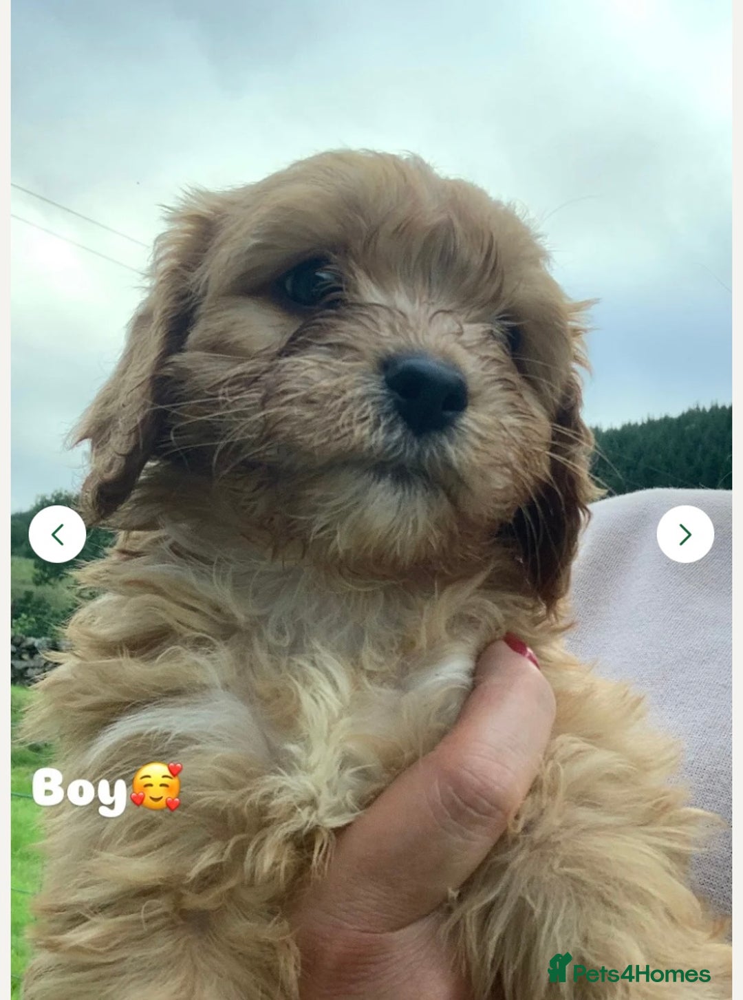 Cavapoo dogs for sale: Beautiful Cavapoo puppies  - Image 4