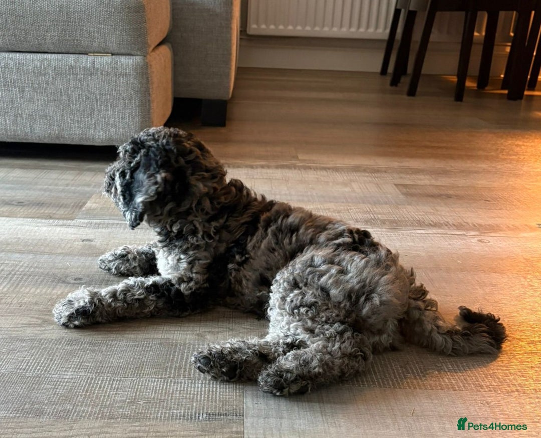 Goldendoodle dogs for sale: Stunning Merle goldendoodle male - Advert 4