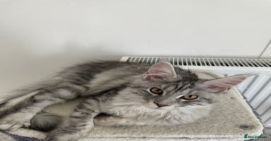 Maine Coon cats - Advert 3