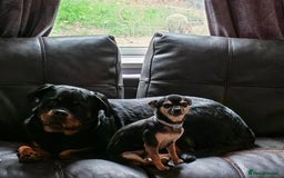 Rottweiler dogs for sale: Beautiful Rottweiler Bitch - Image 2