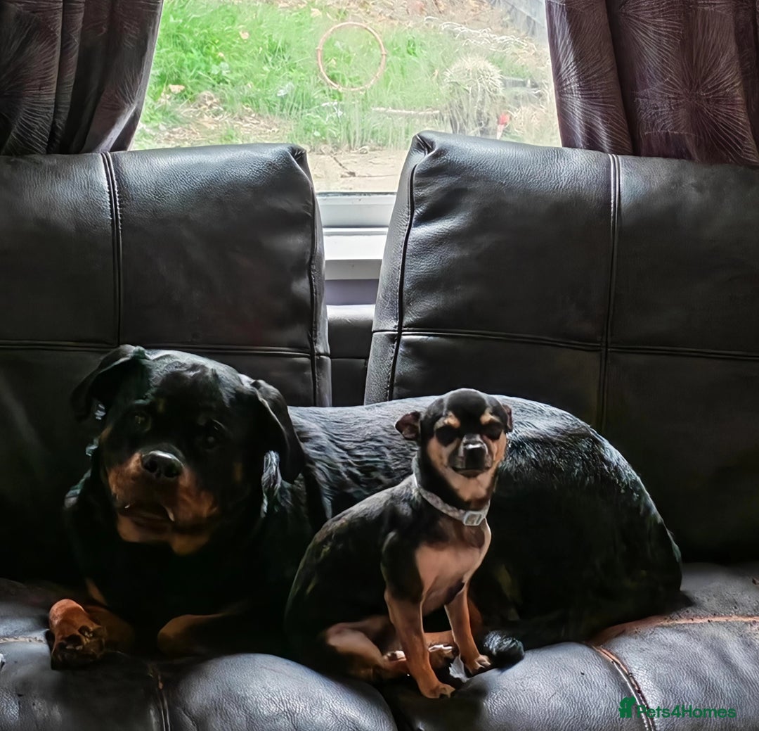 Rottweiler dogs for sale: Beautiful Rottweiler Bitch - Image 2