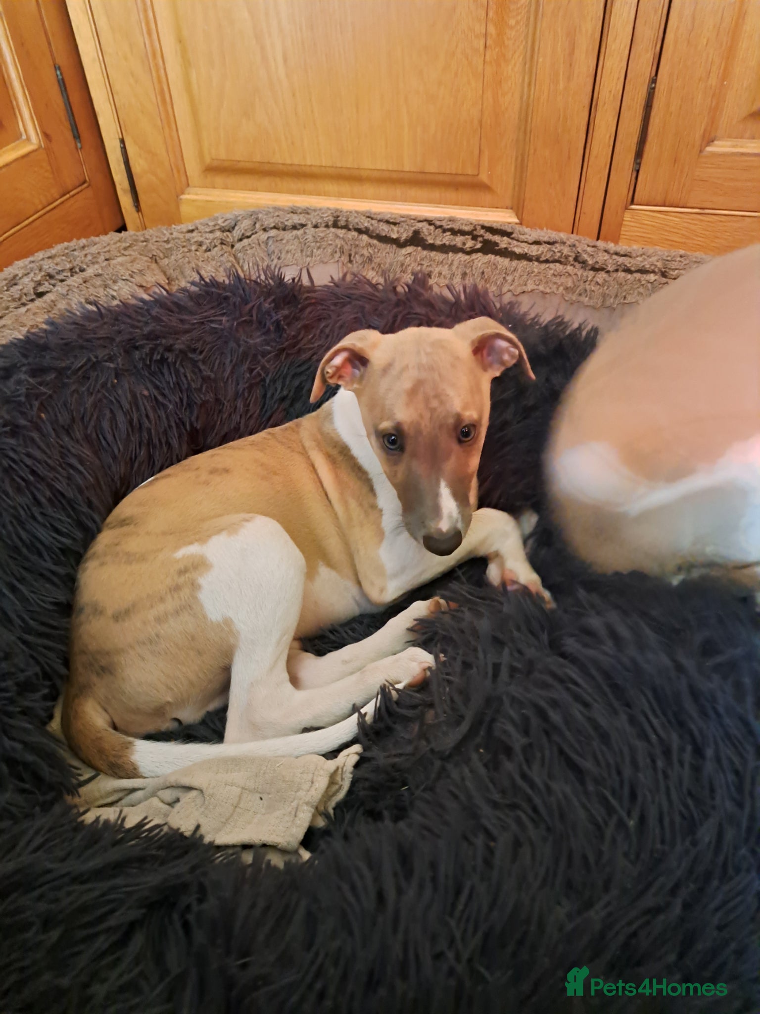 Whippet dogs 1 Beautiful KC Reg male Whippet puppy - Advert 2