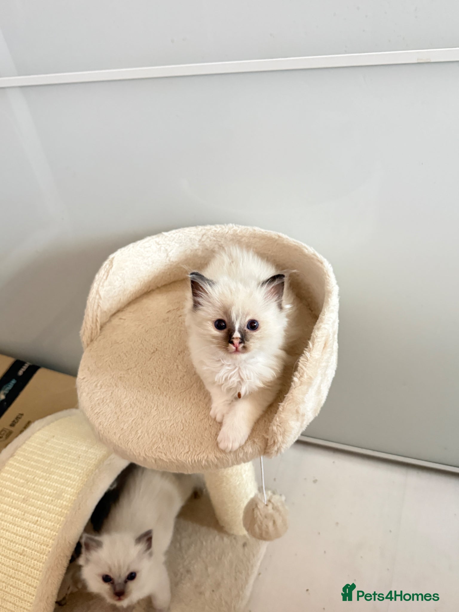 Ragdoll cats *** 3 Beautiful Pure Ragdoll Kittens left *** - Advert 1