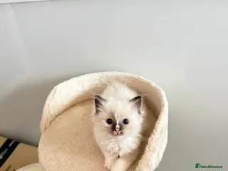 Ragdoll cats *** 3 Beautiful Pure Ragdoll Kittens left *** - Advert 1