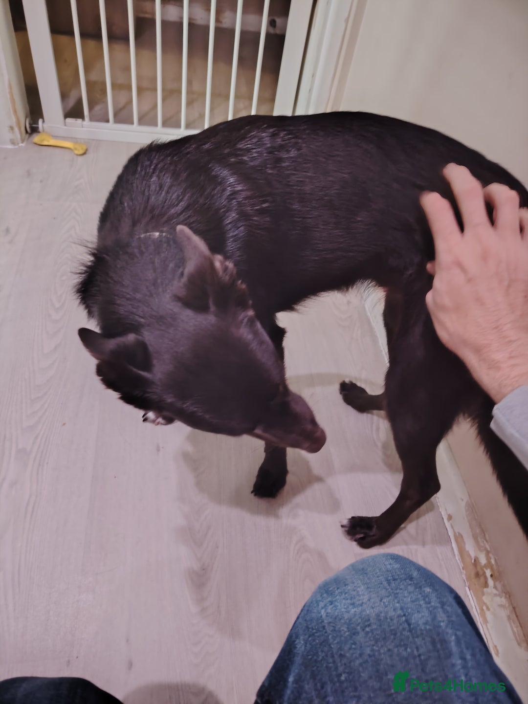 Mixed Breed dogs for sale: Rehome - Image 3