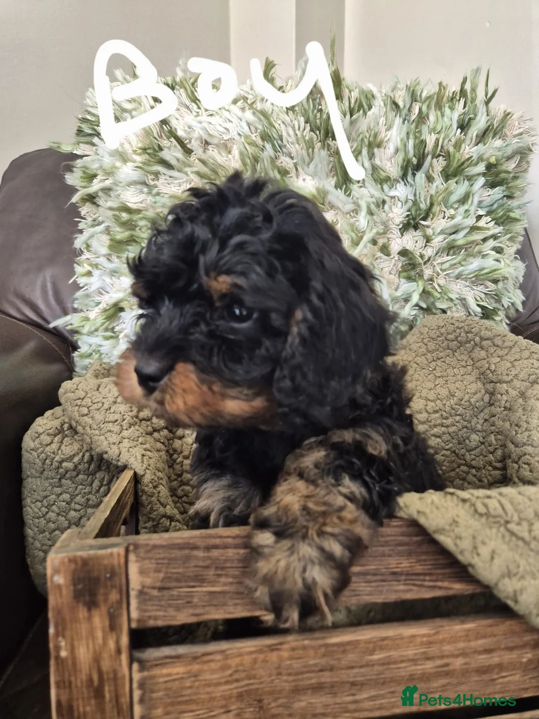 Cavapoo dogs for sale: Beautiful cavapoo puppies - Advert 6