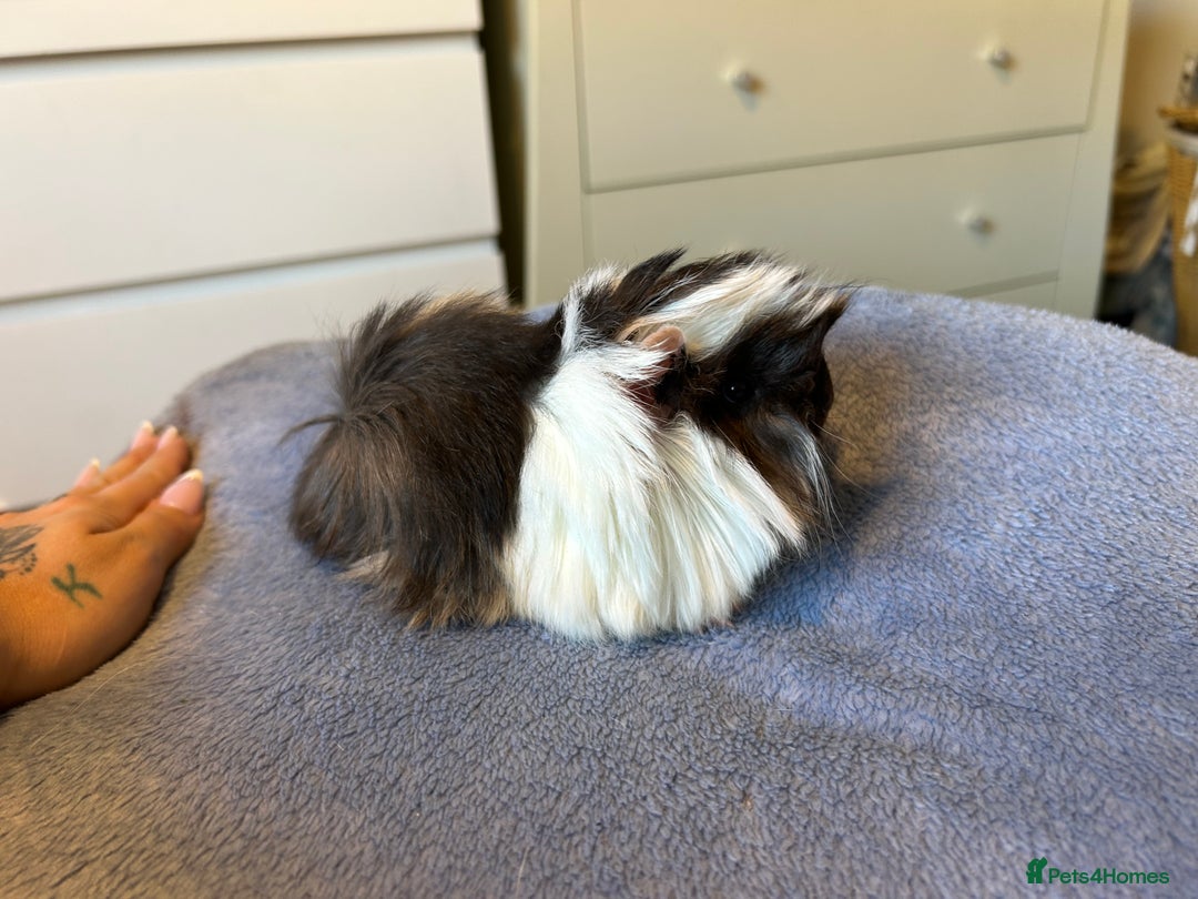 Guinea Pig rodents for sale: A pair left of male Peruvians REDUCED  - Advert 12