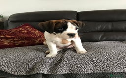 Boxer dogs for sale: KC Reg. Bobtail Girl READY NOW! - Image 5
