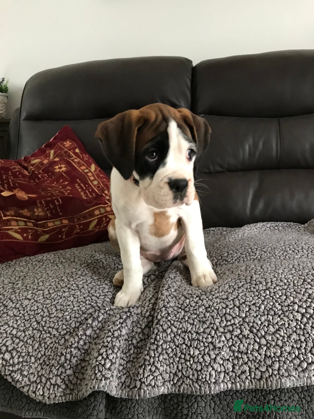 Boxer dogs for sale: KC Reg. Bobtail Girl READY NOW! - Image 5