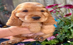 Cocker Spaniel dogs for sale: Exceptional Golden KC Show Cocker Spaniels in Chepstow - Image 26