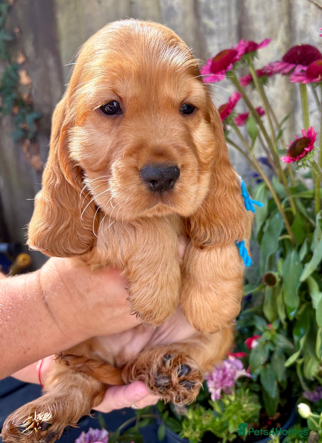Cocker Spaniel dogs for sale: Exceptional Golden KC Show Cocker Spaniels in Chepstow - Image 26
