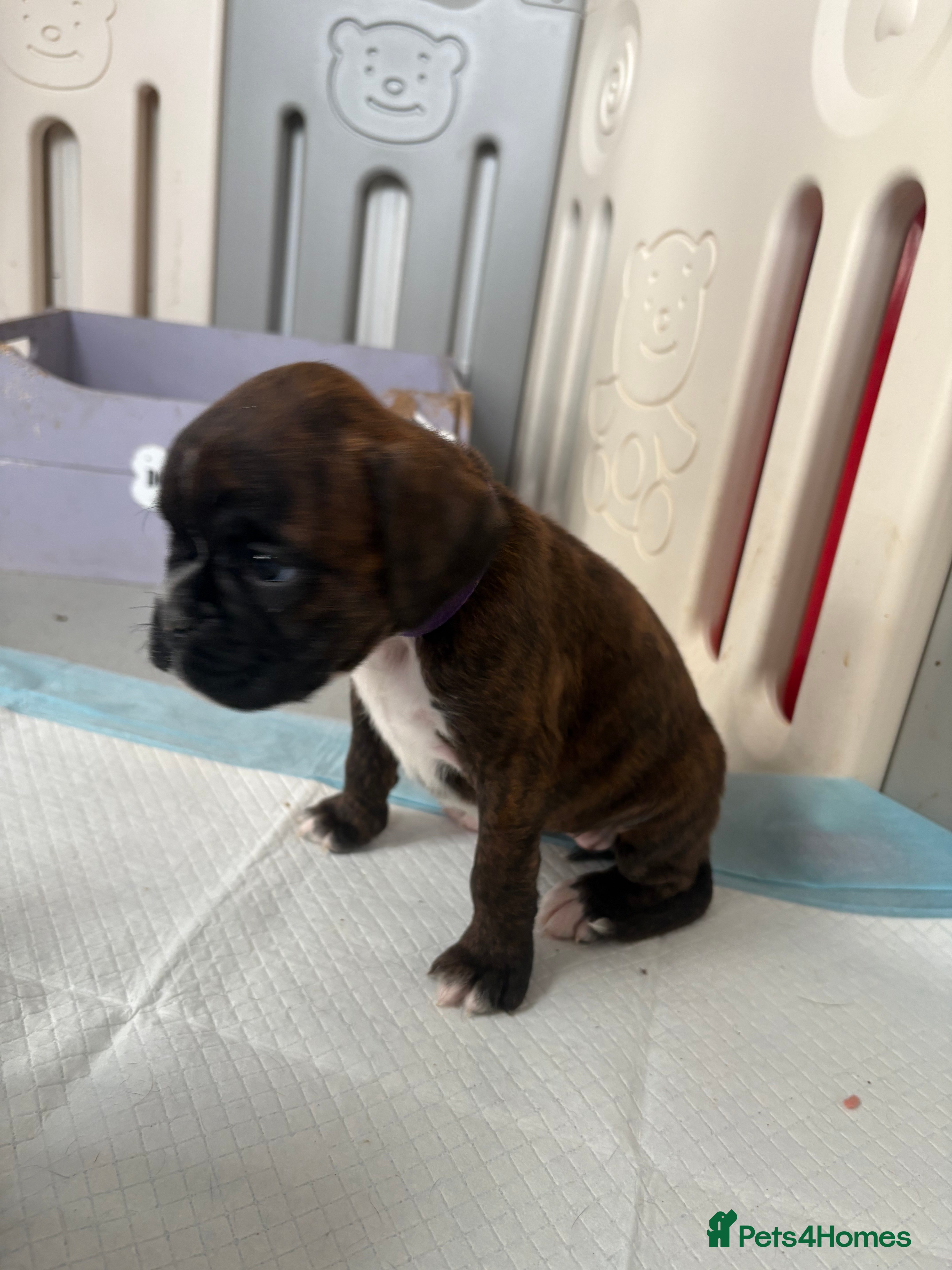 Boxer dogs KC 2 girls left and 1 boy  - Advert 3