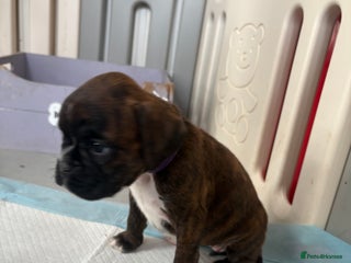 Boxer dogs KC 2 girls left and 1 boy - Advert 3