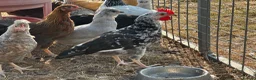 Chickens poultry for sale: Pure Breed Cockerels  - Advert 3