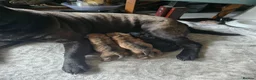 Shar Pei dogs for sale: 3 Shar pei puppies available in Ballymena - Advert 5
