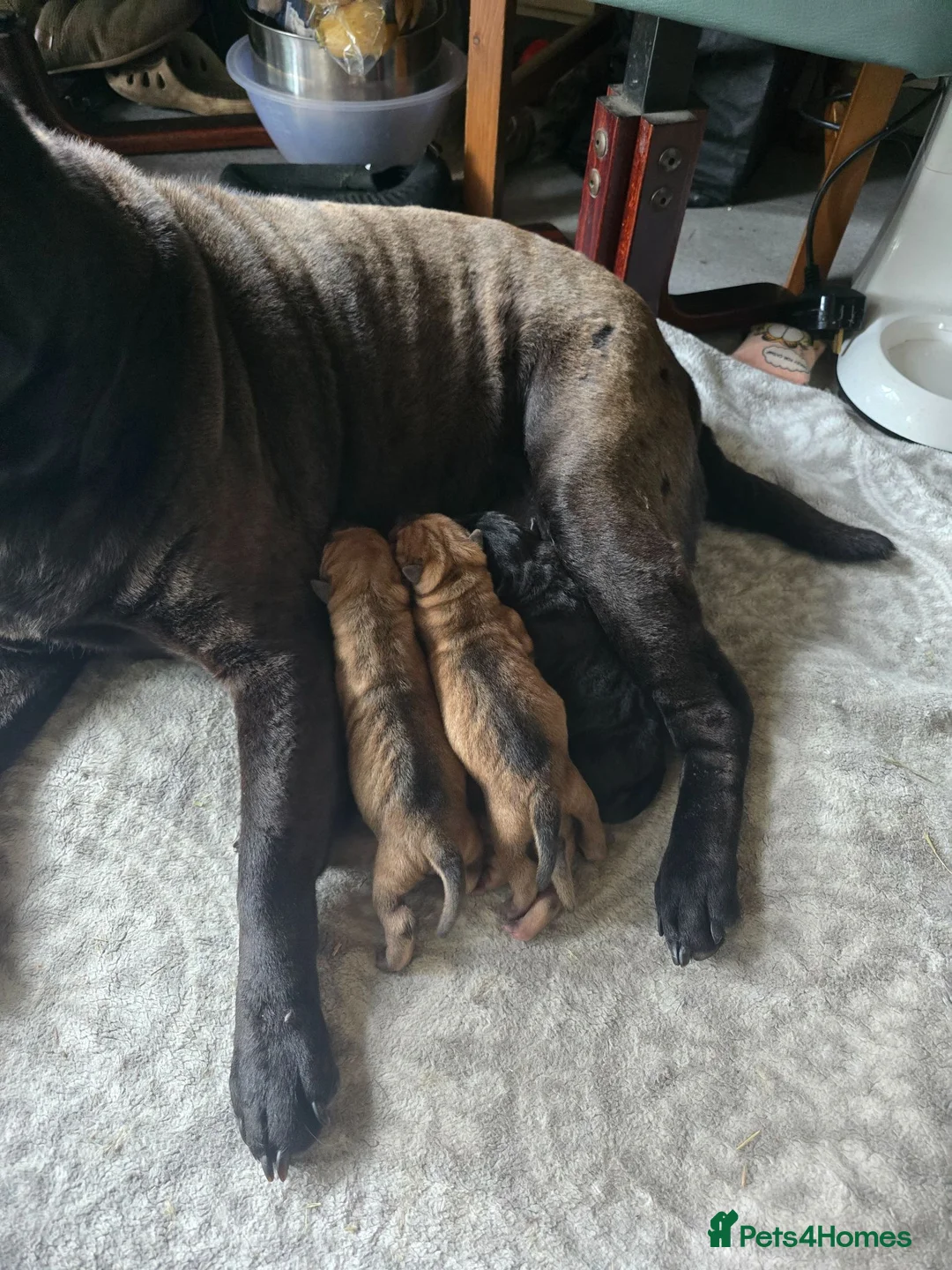 Shar Pei dogs for sale: 3 Shar pei puppies available in Ballymena - Advert 5