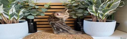 British Shorthair cats for sale: Beautiful British kittens - Advert 11