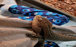 Skink reptiles for sale: Blue Tongue Skink - Image 2