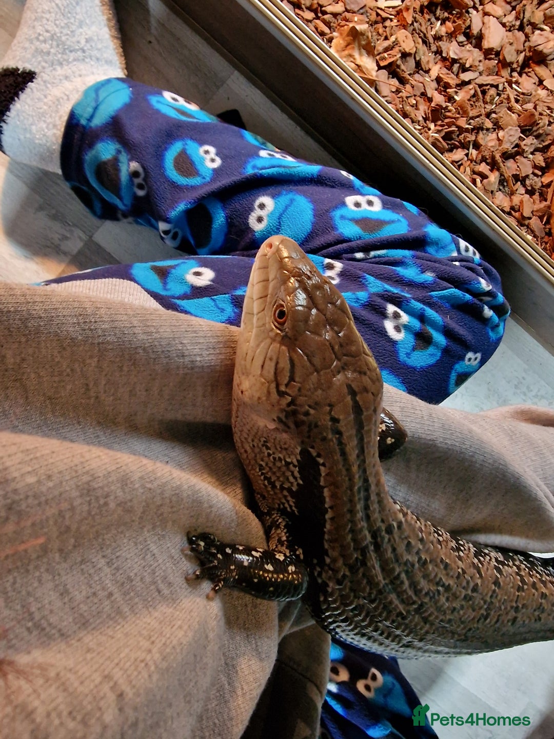 Skink reptiles for sale: Blue Tongue Skink - Image 2