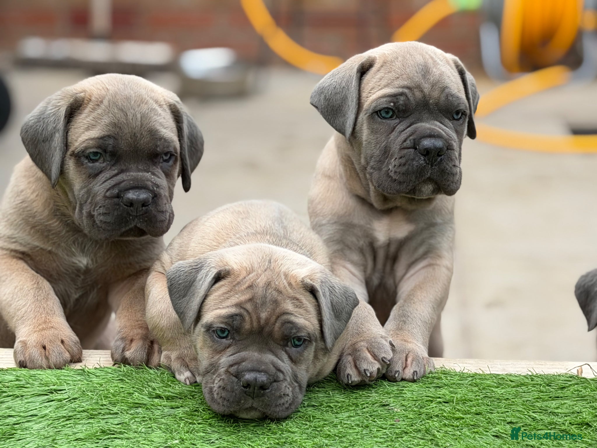 Cane Corso dogs ICCF Registered Formentino Cane Corsos  - Advert 6