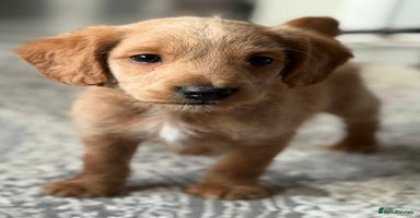 Labradoodle dogs - Advert 5