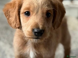 Labradoodle dogs - Advert 3